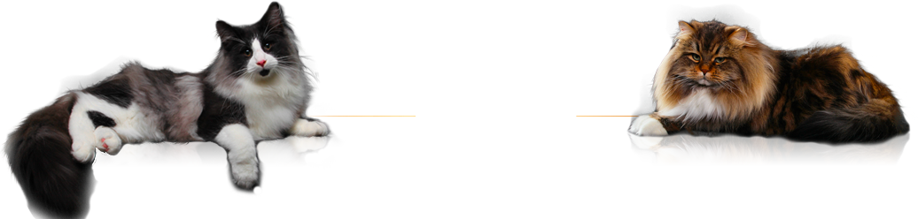 Felina Bari